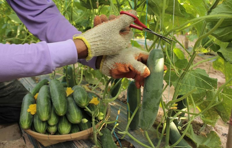 Malaysia Backs Farmers with Digital Tools to Feed Nation