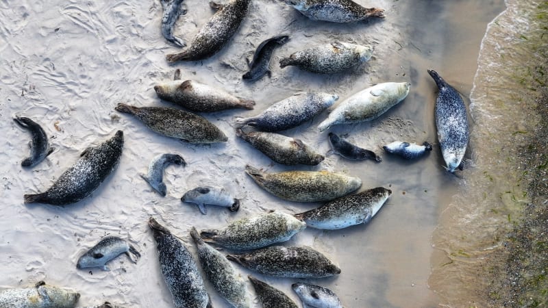 Dutch Scientists Race to Solve Seal Mystery - Image 4