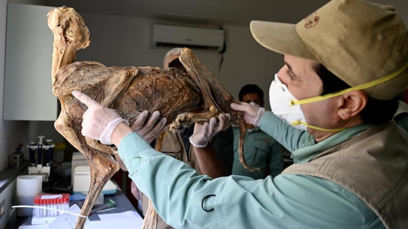 Saudi Cave Discovery Could Bring Cheetahs Home After 100 Years