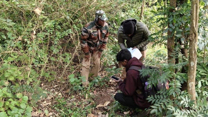 Bengal tiger walking through lush forest habitat in Anamalai Tiger Reserve during conservation survey efforts