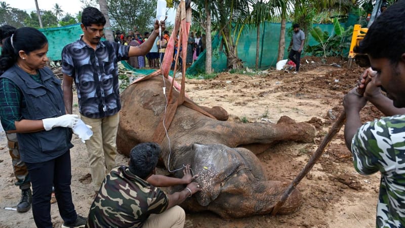 Forest Team Saves 50-Year-Old Elephant Trapped in Mud