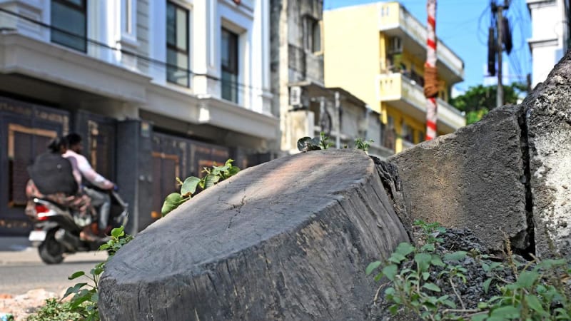 Chennai's New Tree App Gets 41 Requests in One Week