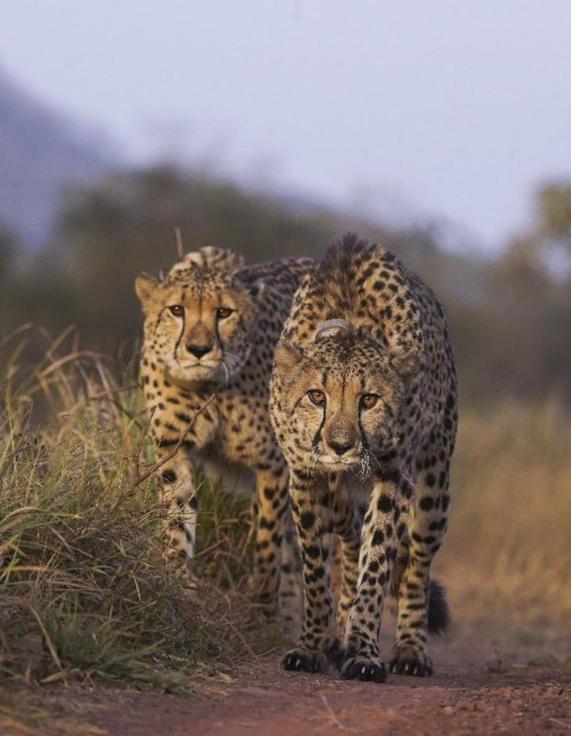 Cheetahs in transport carriers arriving at Kuno National Park in Madhya Pradesh, India