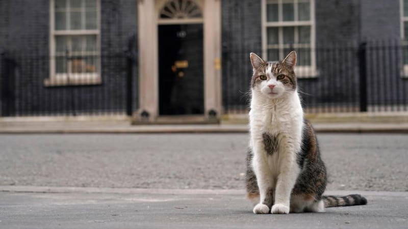 Larry the Cat Celebrates 15 Years at 10 Downing Street