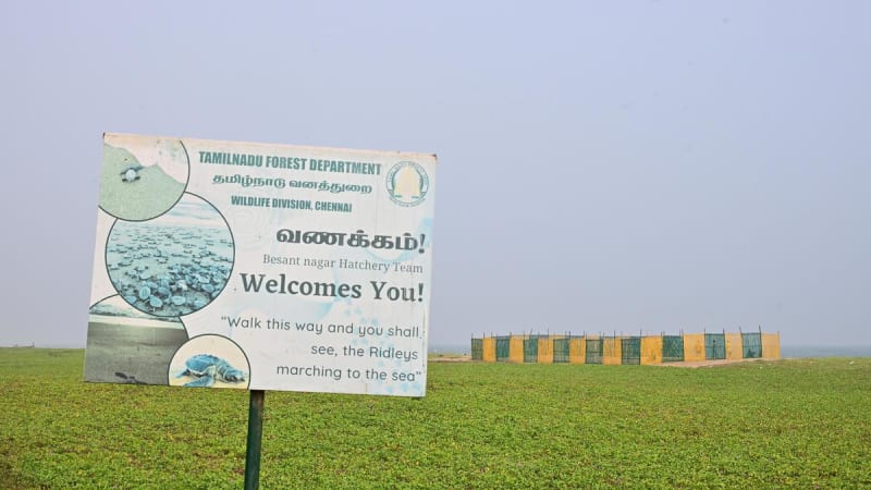 Sea Turtle Returns to Same Beach Three Times in One Season