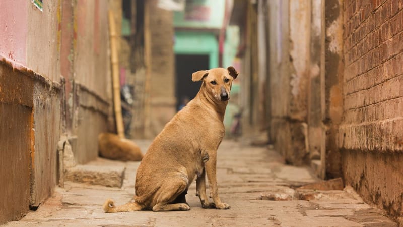 Indian Cities Prove Dog Vaccination Programs Work