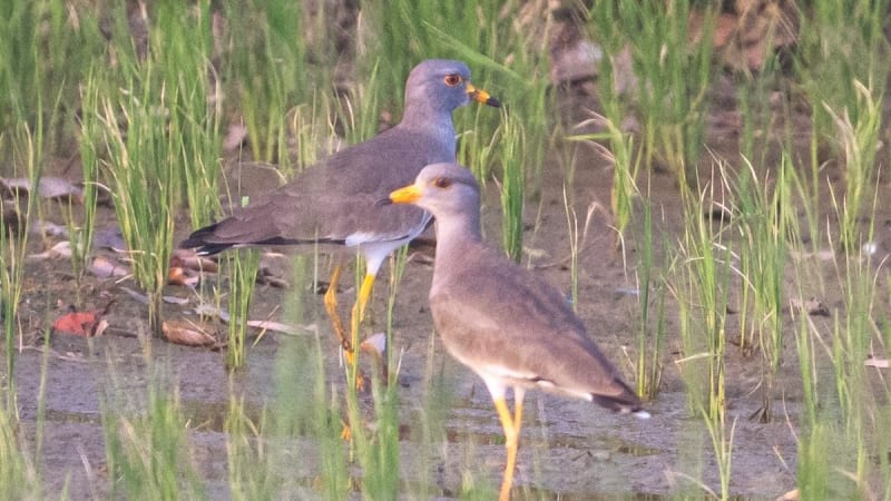 India Waterbird Survey Finds 22% Population Surge