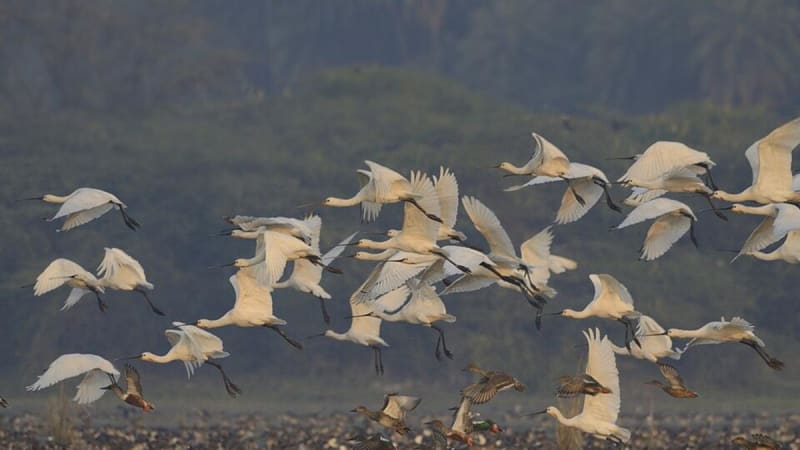 India Now Protects 98 Wetlands After Two New Designations