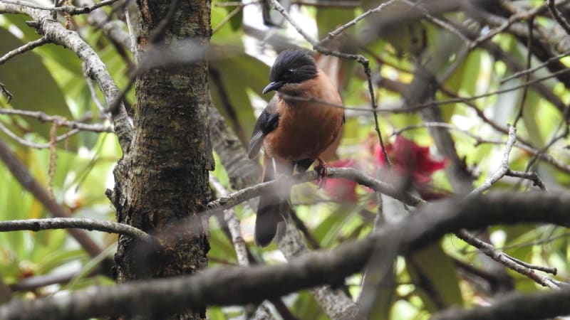 Lush Himalayan forest canopy with oak and rhododendron trees at Jabarkhet Nature Reserve, Uttarakhand, India
