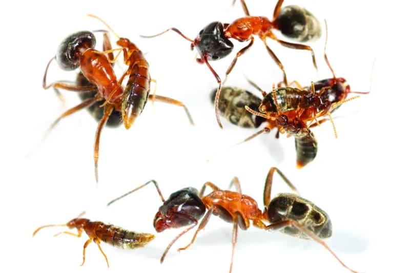 Beetle's Stealth Trick Reveals Evolution's Clever Solutions - Image 3