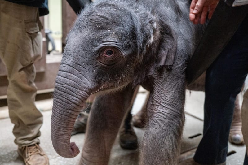 National Zoo Welcomes First Baby Elephant in 23 Years