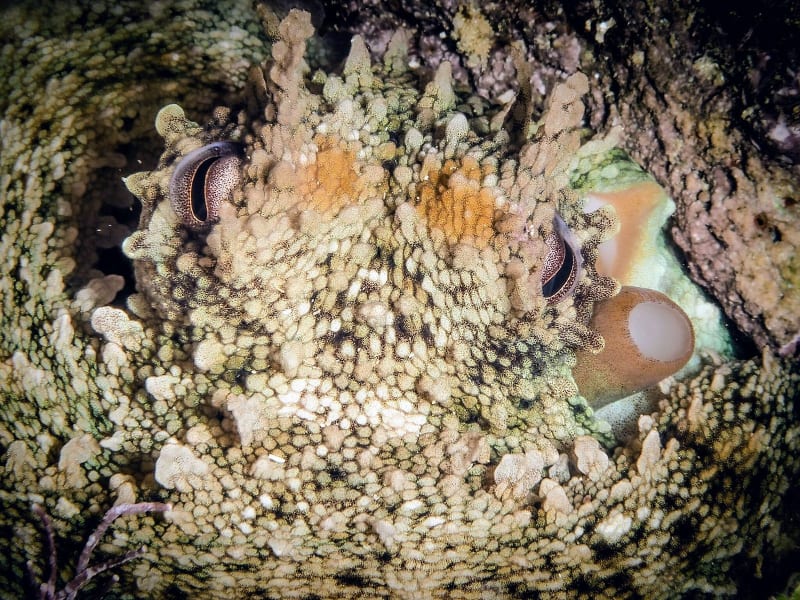 Stanford Scientists Create Color-Changing Material Inspired by Ocean's Master Camouflagers