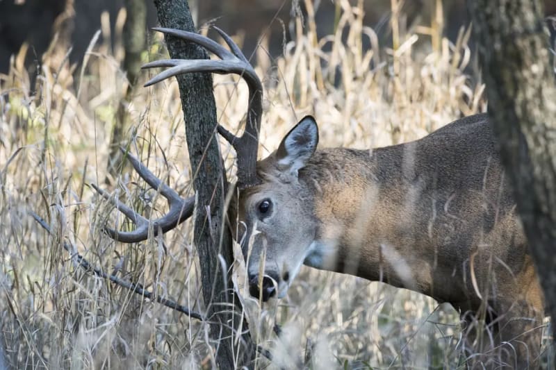 Scientists Discover Deer May See Their World Light Up Like Beautiful Neon Beacons - Image 3