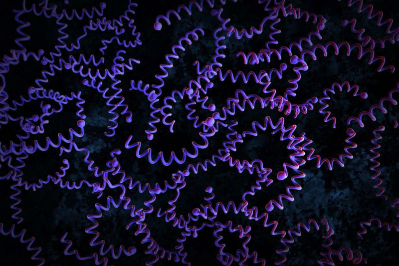 5,500-Year-Old DNA Reveals Syphilis Origin Story - Image 3