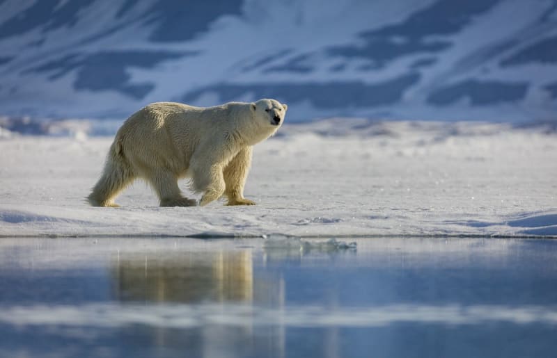 Polar Bears Gaining Weight Despite Melting Sea Ice - Image 2