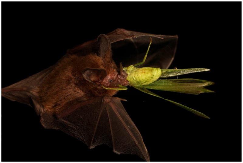 Bats Use Leaves Like Mirrors to Hunt Silent Prey