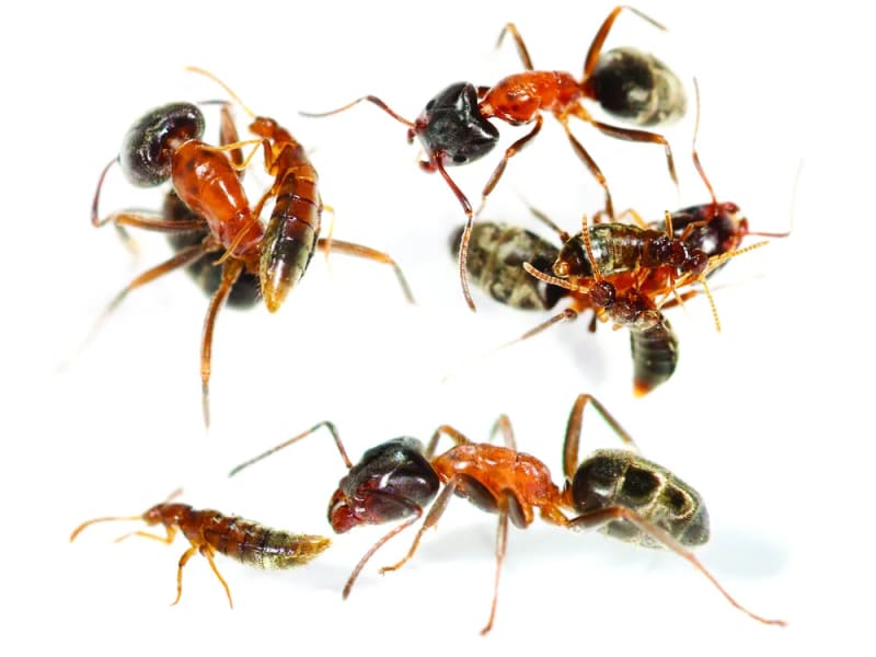 Beetle's Stealth Trick Reveals Evolution's Clever Solutions - Image 4