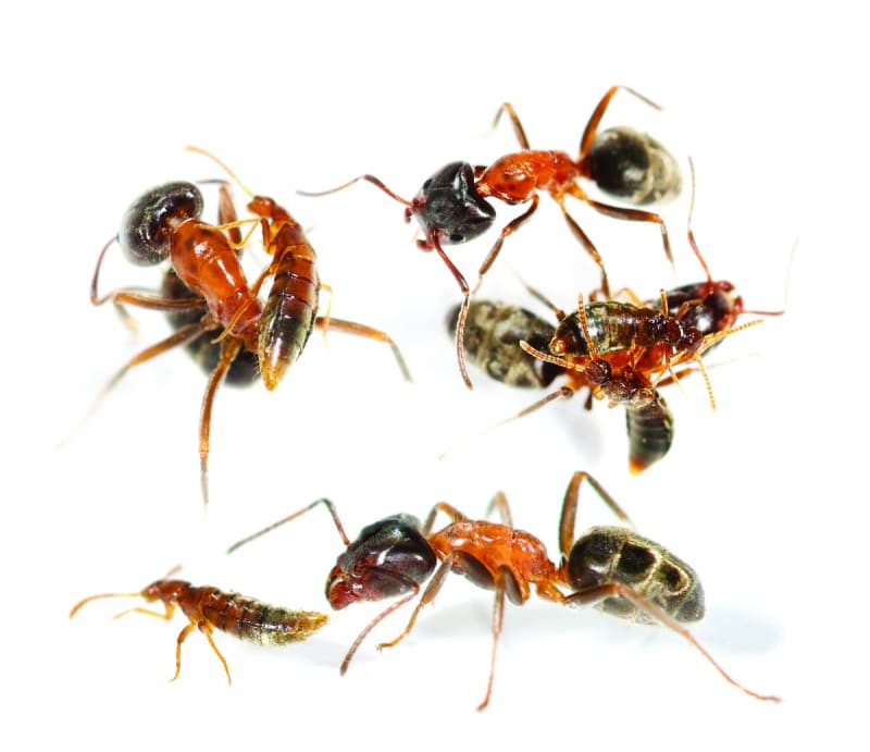 Beetle's Stealth Trick Reveals Evolution's Clever Solutions - Image 2