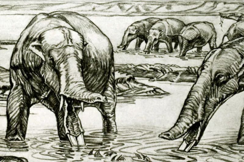 Scientists Solve 100-Year Mystery of Shovel-Tusked Elephants - Image 3