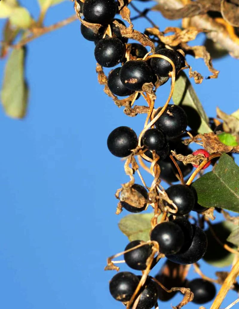 Dark shiny bulbils of black-bulb yam vine resembling plump berries on green leaves