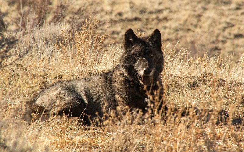 Gray Wolf Visits LA County for First Time in 100 Years - Image 2