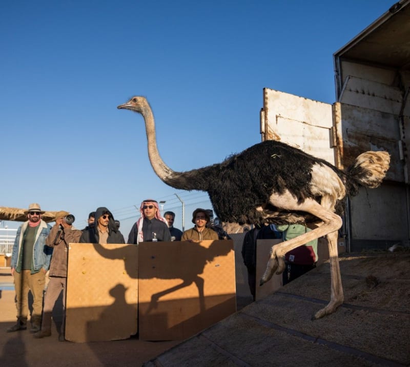 Saudi Arabia Brings Back Majestic Ostriches After 80 Years of Extinction