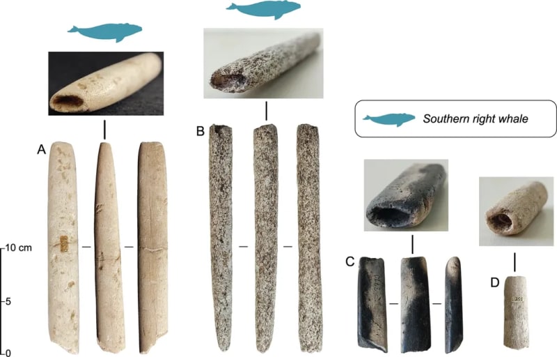5,000-Year-Old Whale Harpoons Found in Brazil Museum Boxes - Image 5