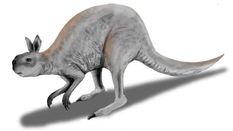 Illustration of Procoptodon goliah, a massive prehistoric kangaroo standing upright in ancient Australian landscape