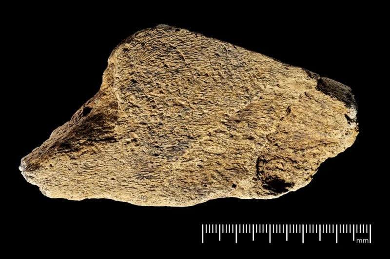 480,000-Year-Old Elephant Bone Hammer Found in England - Image 3