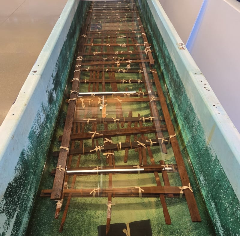 Amateur Fossil Find Sparked B.C.'s Paleontology Movement - Image 5