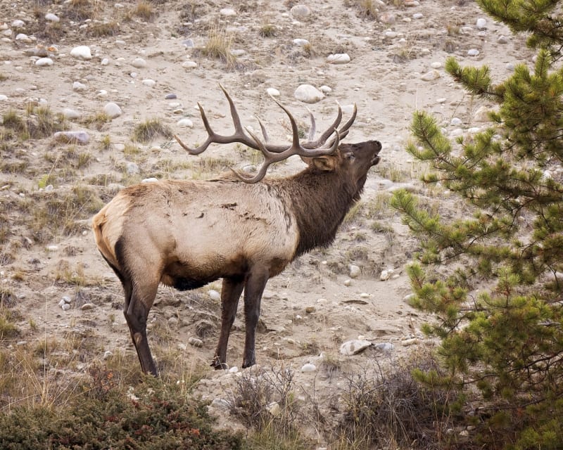 Wild Turkeys Rebound from 30K to 7 Million in Century