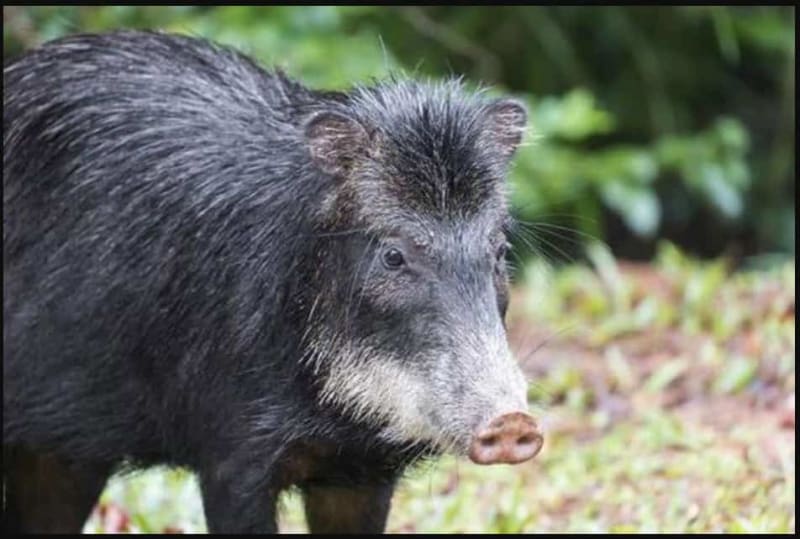 White-lipped peccaries traveling in herd through lush Costa Rican rainforest on Osa Peninsula