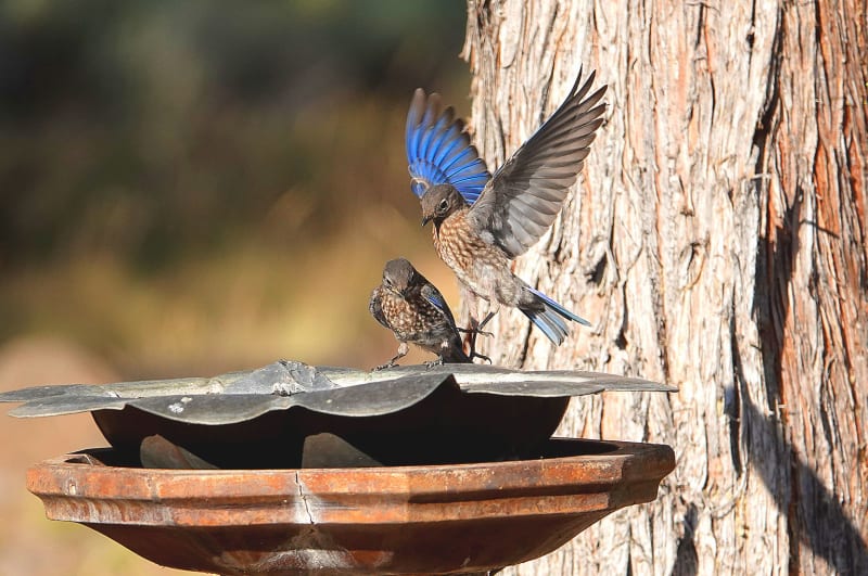 Western Bluebird perched on wooden nesting box in Oregon's Willamette Valley conservation area
