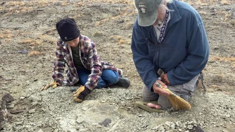 11-Year-Old Discovers 48-Million-Year-Old Turtle Fossil