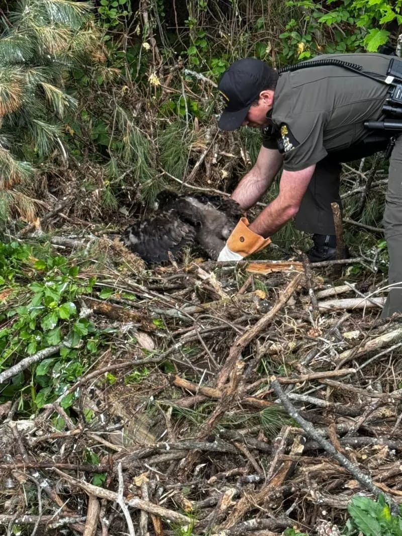 County Worker Checks on Injured Bald Eagle for Days - Image 2
