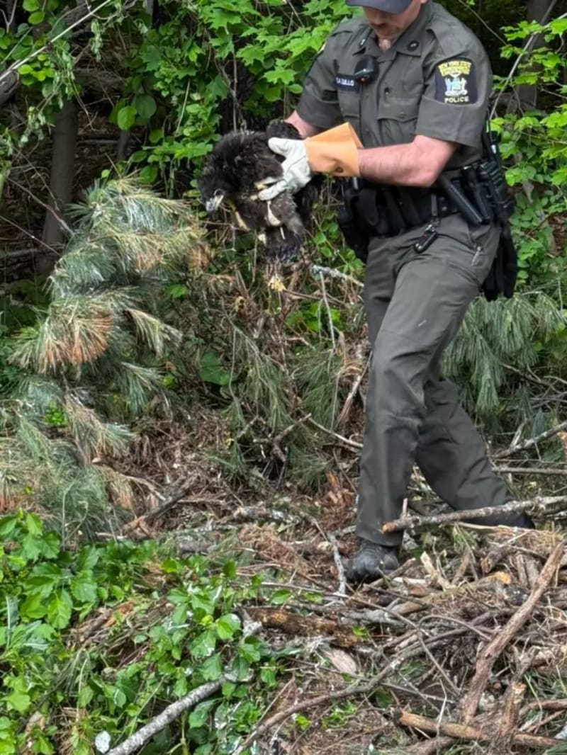 County Worker Checks on Injured Bald Eagle for Days - Image 4