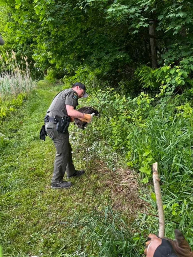County Worker Checks on Injured Bald Eagle for Days - Image 5