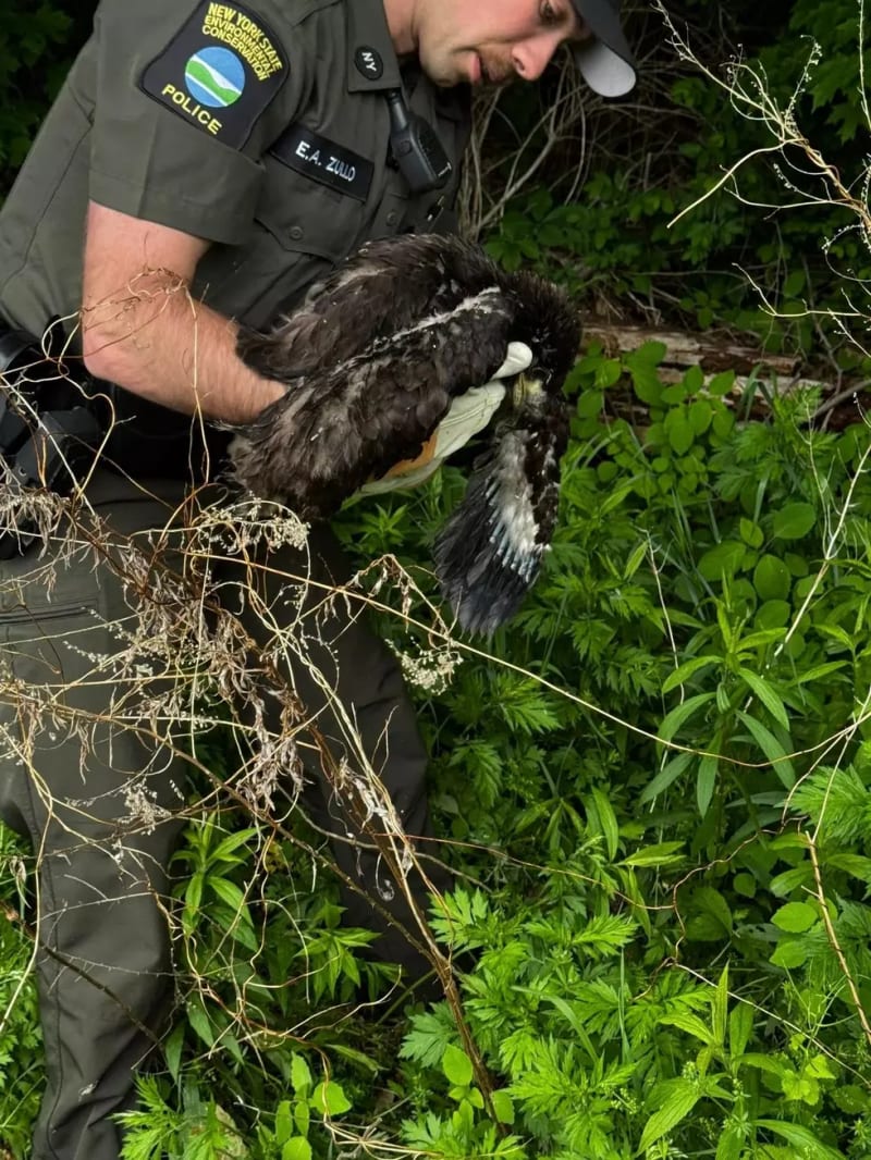 County Worker Checks on Injured Bald Eagle for Days - Image 3