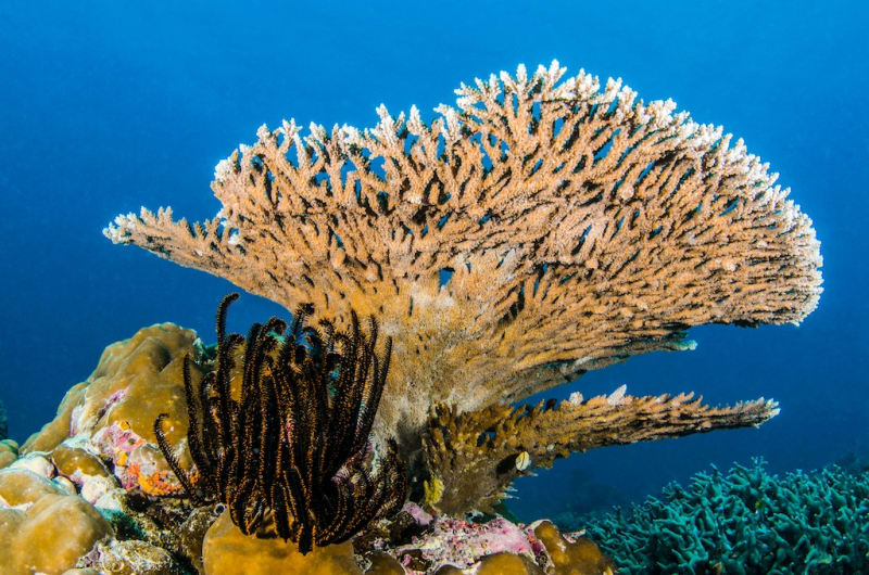 Ocean's Gift: Coral Reefs Could Feed 1.4 Million More People Every Year
