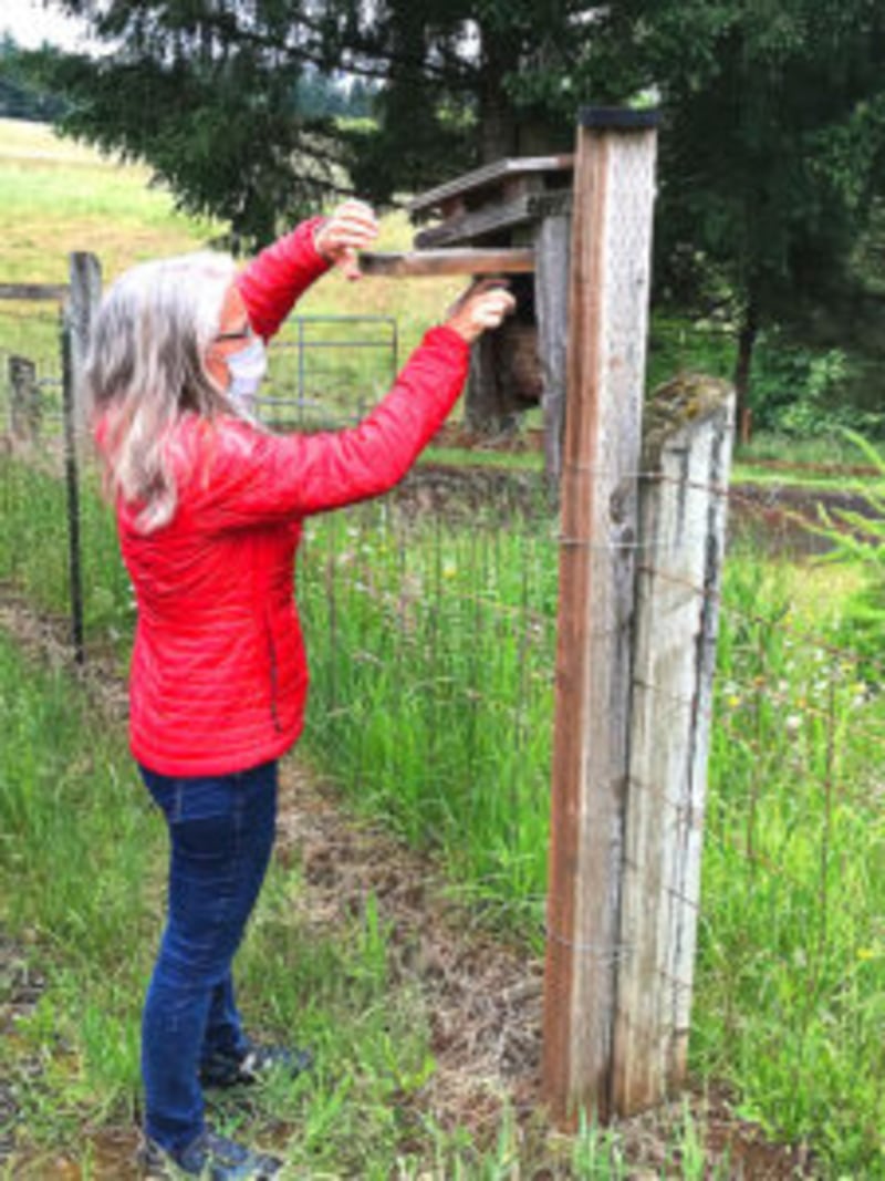Oregon Volunteers Help Western Bluebirds Make a Comeback - Image 5