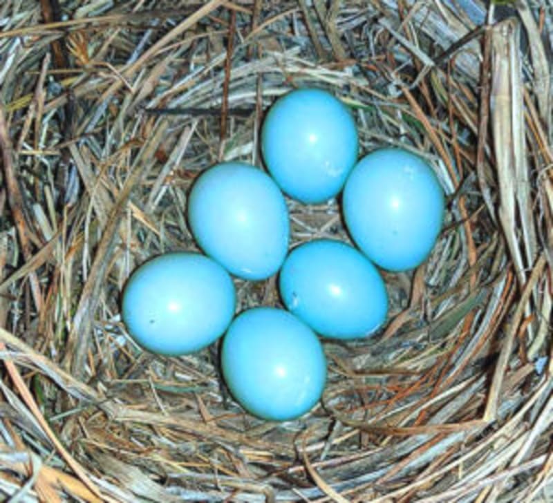 Oregon Volunteers Help Western Bluebirds Make a Comeback - Image 4