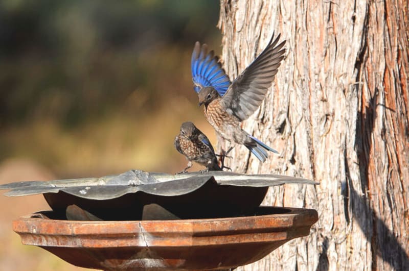 Oregon Volunteers Help Western Bluebirds Make a Comeback - Image 2