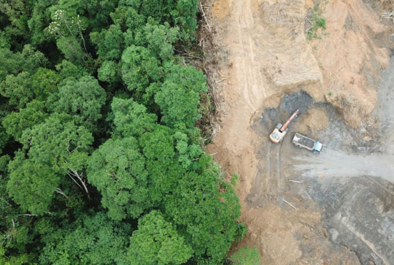 Indonesia Embraces Forest Recovery: Expert Shares Hopeful Path Forward - Image 2