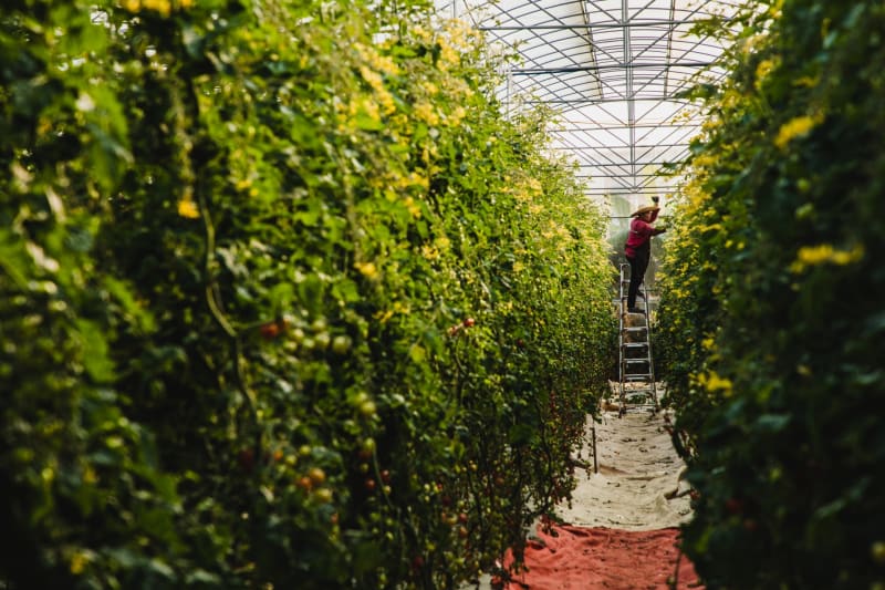 Vietnam's Green Economy Boom Hits $28 Billion in Loans - Image 2