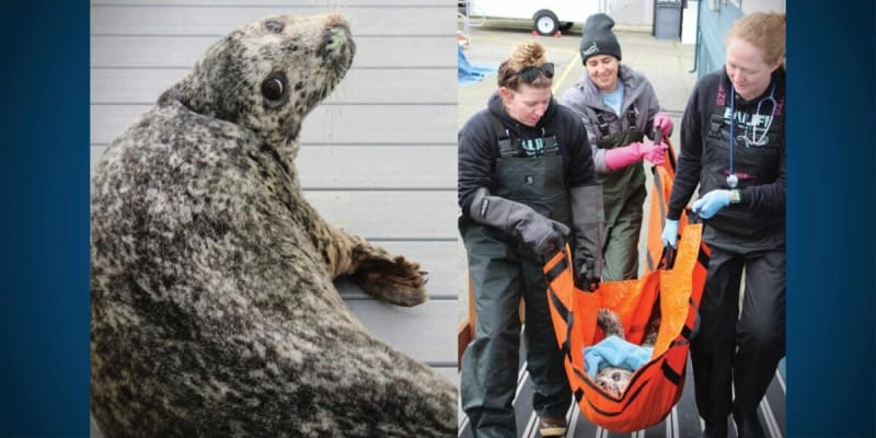 Rescued Harbor Seal Responding to Treatment After Shooting - Image 2