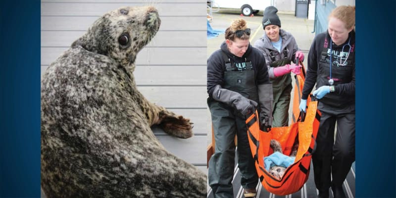 Rescued Harbor Seal Responding to Treatment After Shooting