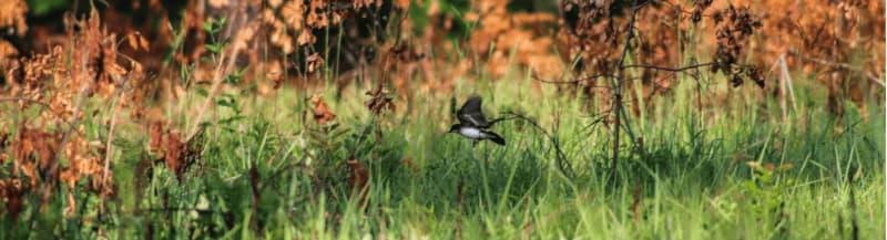 Birds Bring Life Back to Scorched Florida Forests