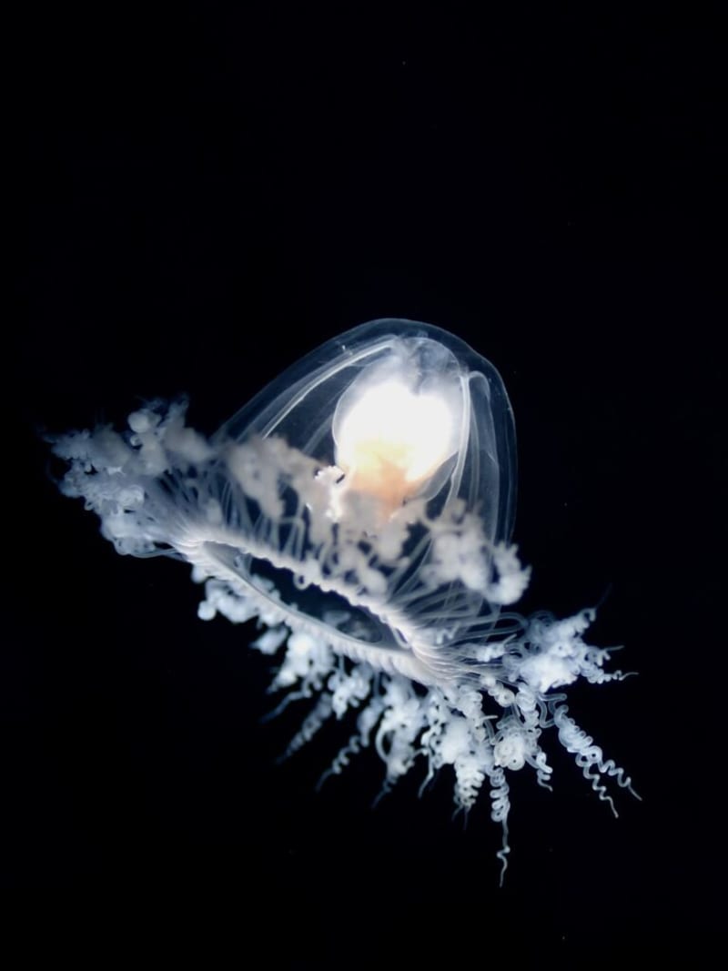 Jellyfish That Lives Forever Reveals Longevity Secrets - Image 2
