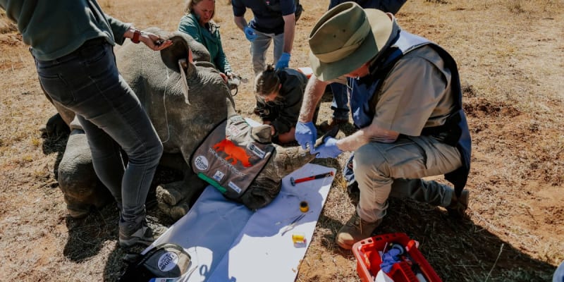 South Africa Makes 33 Rhinos Radioactive to Stop Poachers