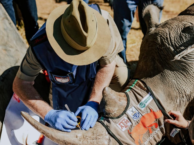 South Africa Makes 33 Rhinos Radioactive to Stop Poachers - Image 2